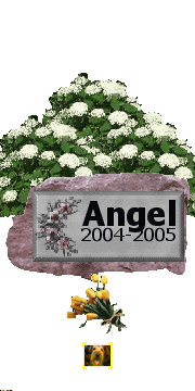 Drága Angel elhagytál minket, hogy mindenki angyala lehess...
Remélem rövid életed után angyalhoz méltó helyed lett...

Örökké emlékünkben fogsz élni!